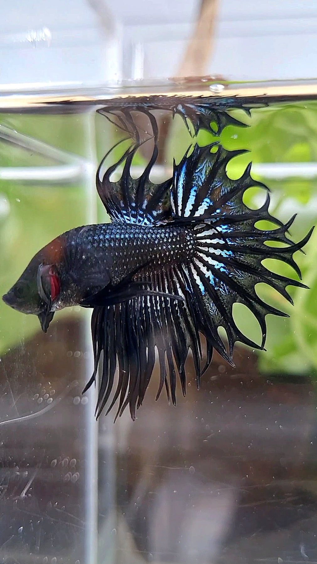 KING CROWNTAIL BLACK ORCHID BETTA FISH