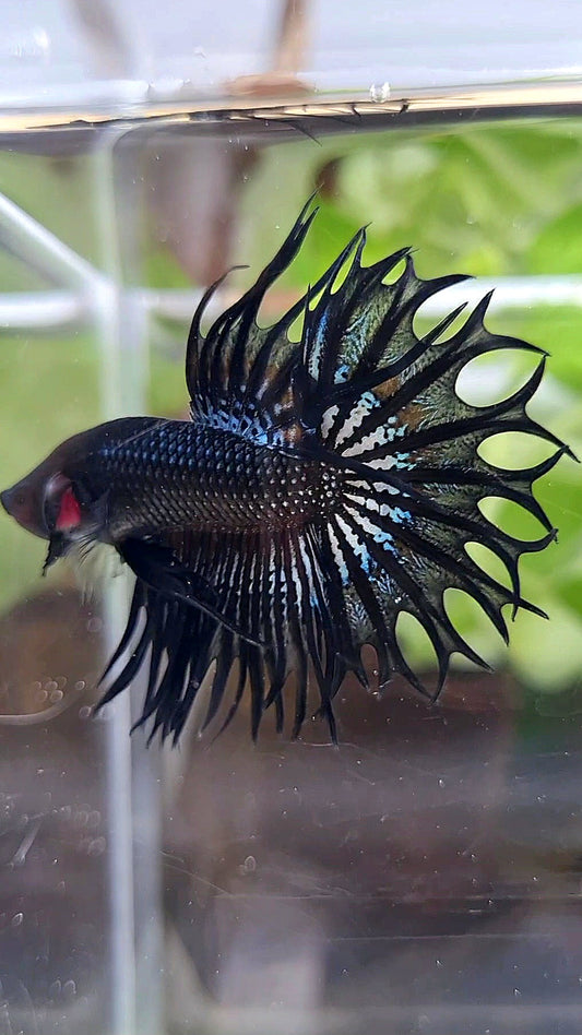 KING CROWNTAIL BLACK ORCHID  BETTA FISH