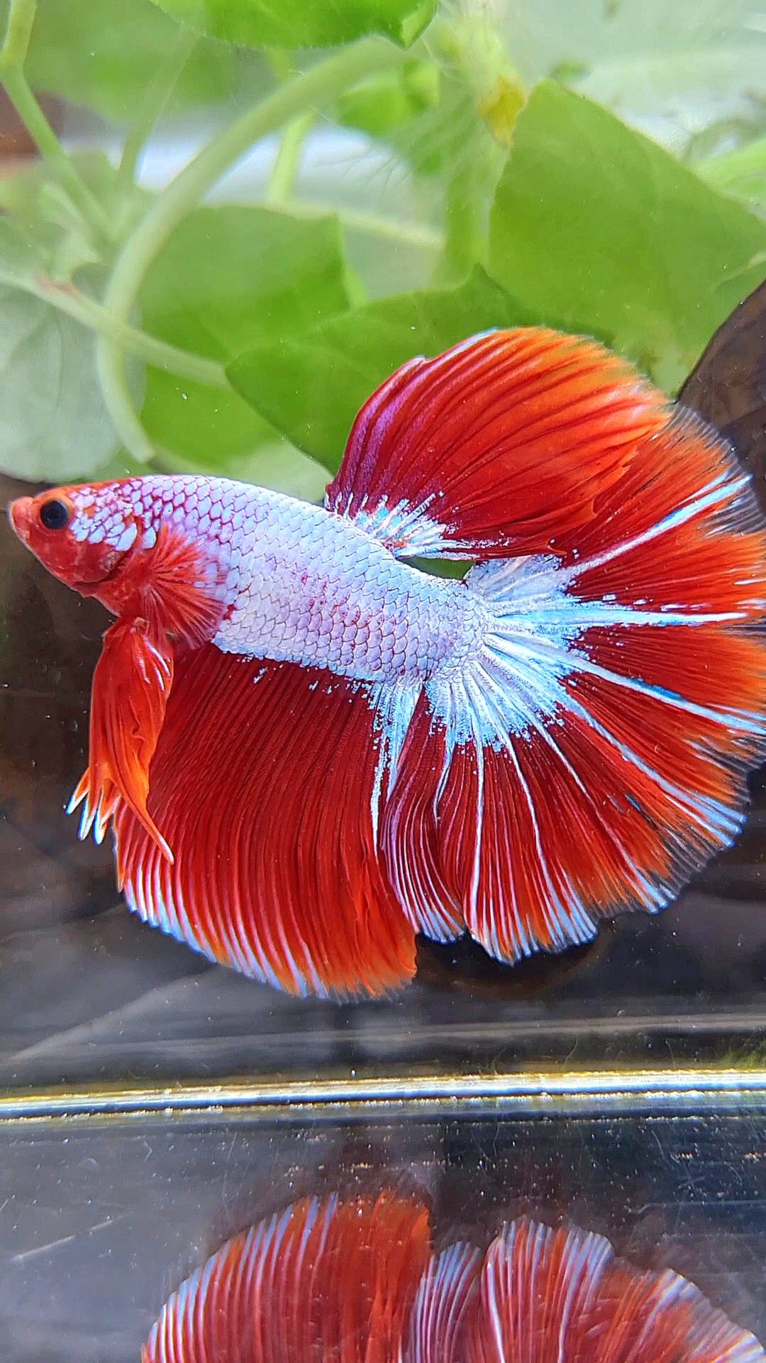HALFMOON ROSETAIL STARTAIL RED FANCY BETTA FISH
