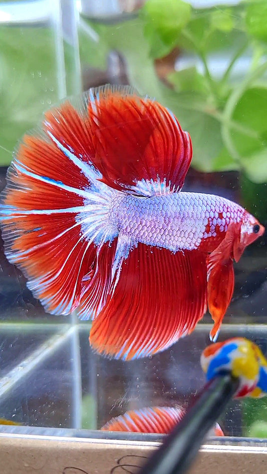 HALFMOON ROSETAIL STARTAIL RED FANCY BETTA FISH