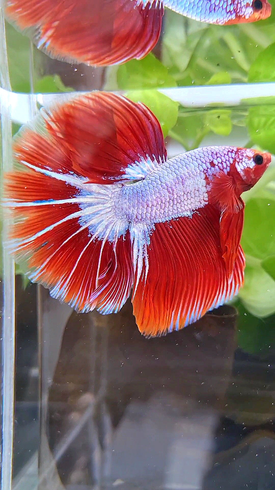 HALFMOON ROSETAIL STARTAIL RED FANCY BETTA FISH