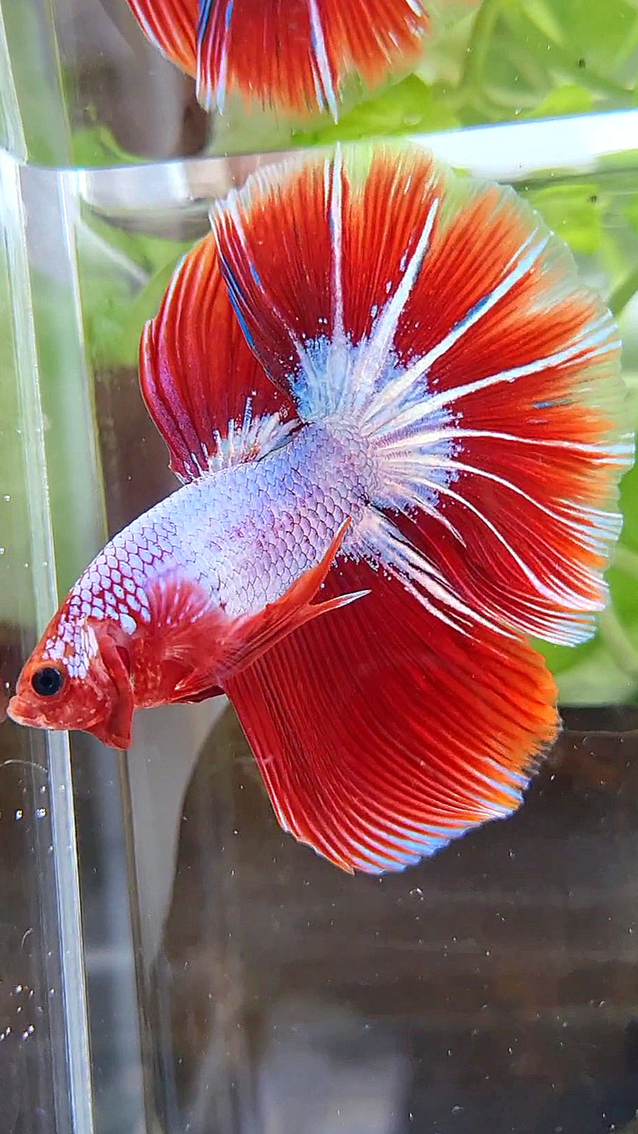 HALFMOON ROSETAIL STARTAIL RED FANCY BETTA FISH