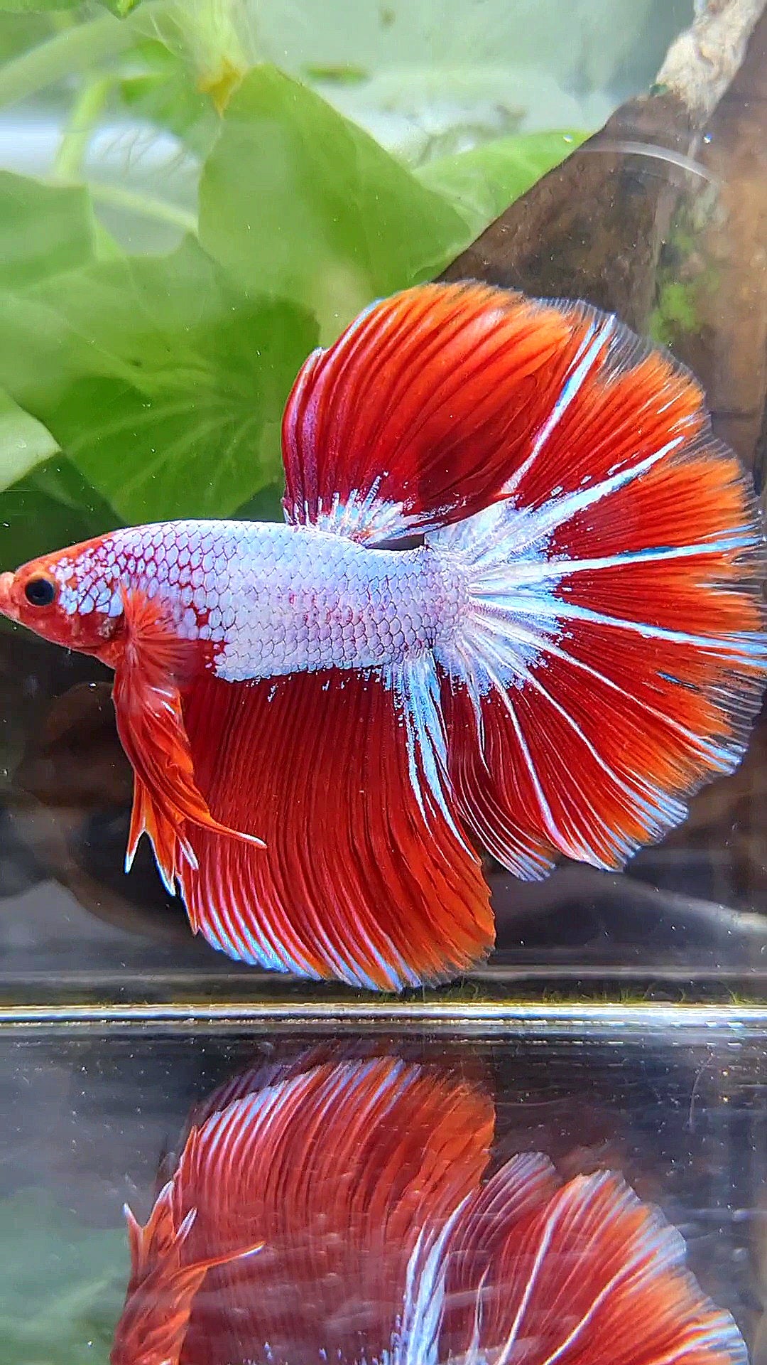 HALFMOON ROSETAIL STARTAIL RED FANCY BETTA FISH