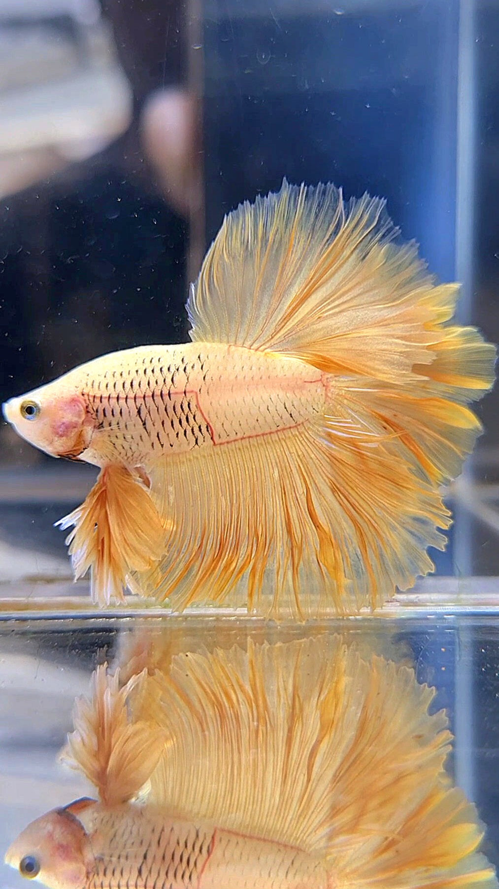 KING ROSETAIL HALFMOON YELLOW SOLID BETTA FISH