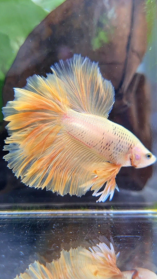 KING ROSETAIL HALFMOON YELLOW SOLID BETTA FISH