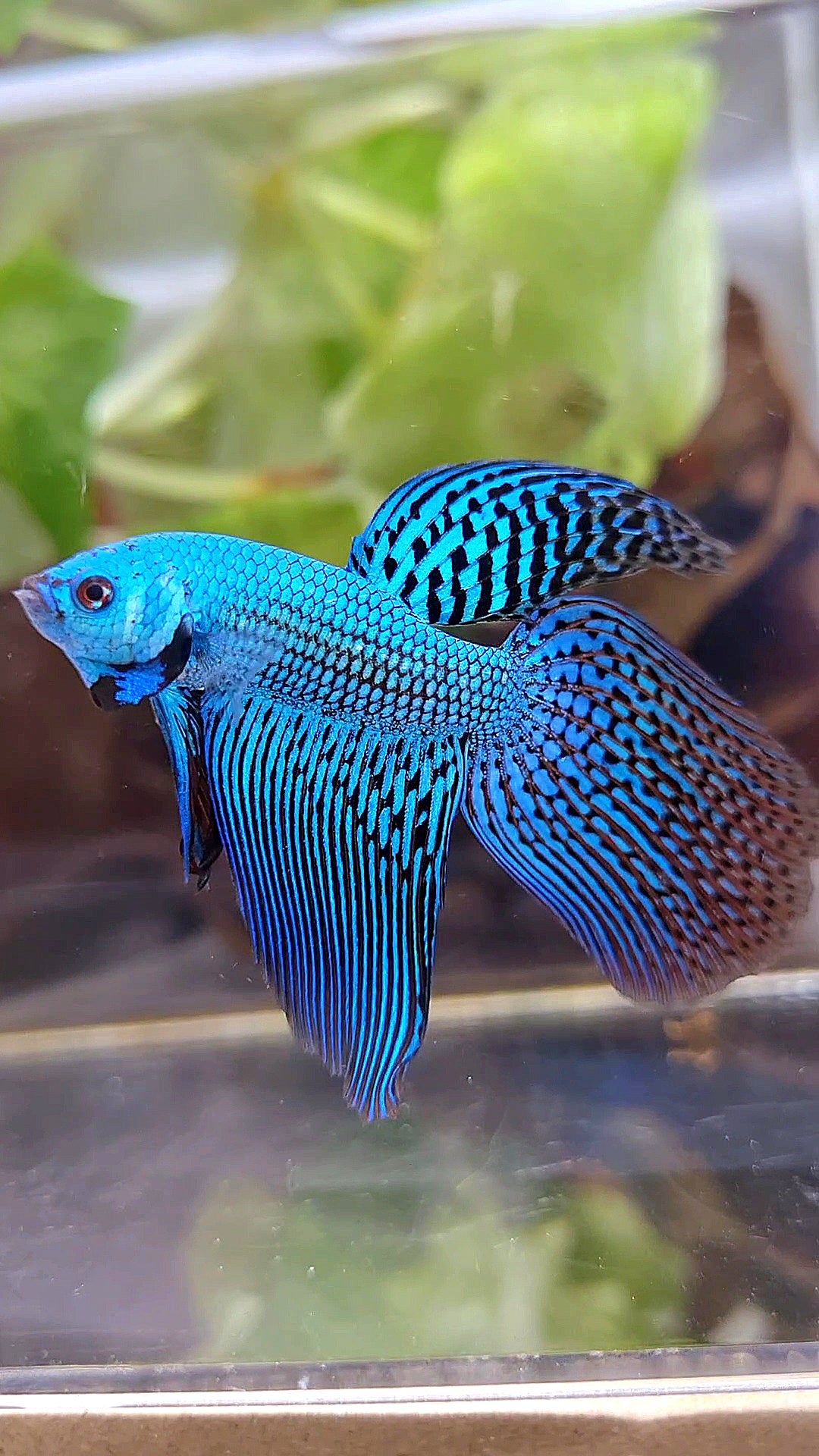 LONGFIN VEILTAIL ALIEN GREEN BLUE HYBRID WILD BETTA FISH