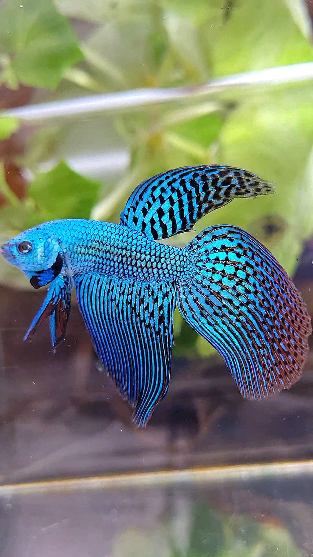 LONGFIN VEILTAIL ALIEN GREEN BLUE HYBRID WILD BETTA FISH