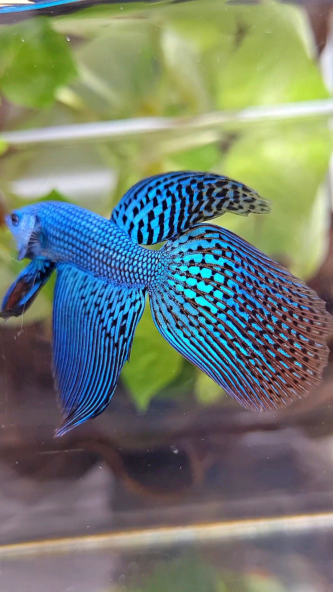 LONGFIN VEILTAIL ALIEN GREEN BLUE HYBRID WILD BETTA FISH