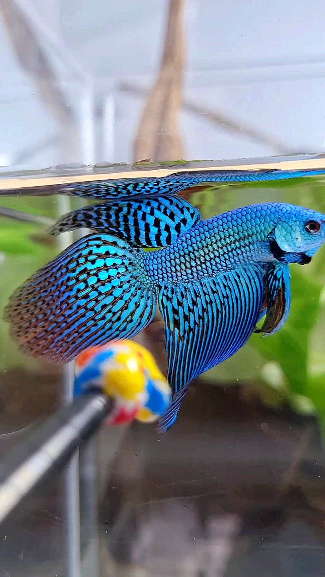 LONGFIN VEILTAIL ALIEN GREEN BLUE HYBRID WILD BETTA FISH