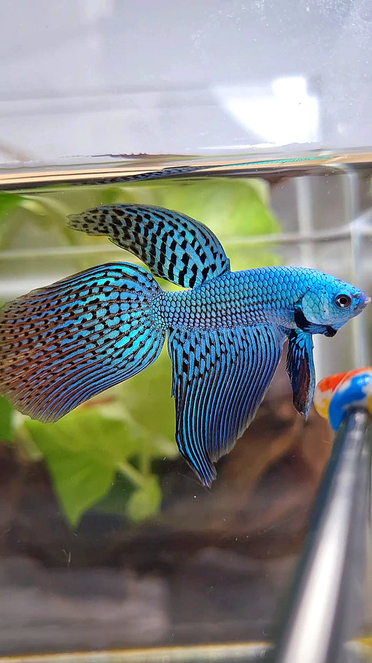 LONGFIN VEILTAIL ALIEN GREEN BLUE HYBRID WILD BETTA FISH