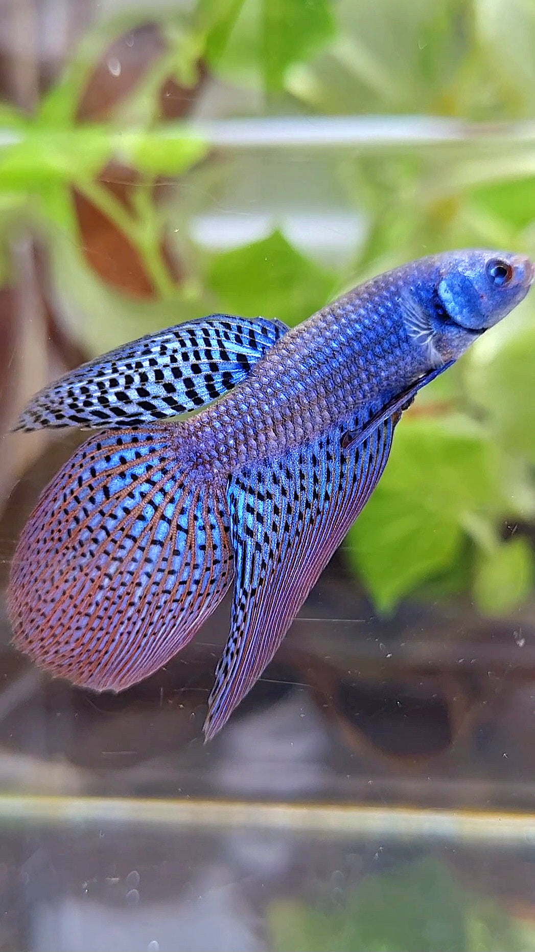 LONGFIN VEILTAIL ALIEN BLUE HYBRID BETTA FISH