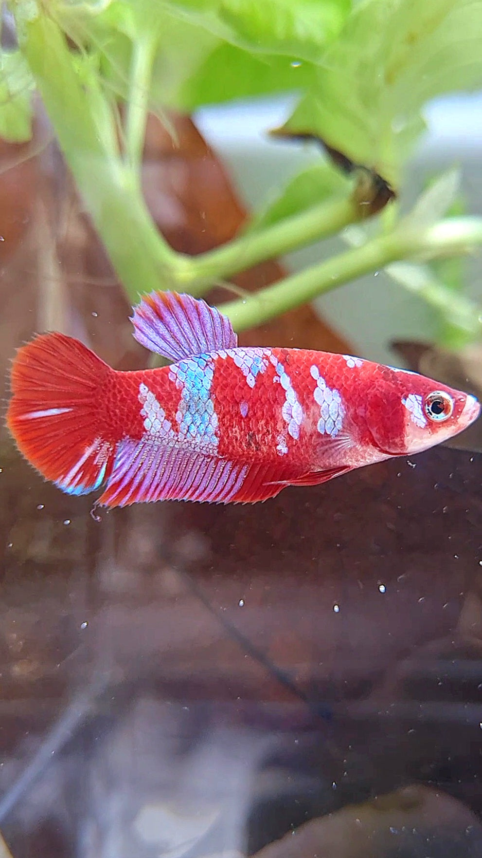 FEMALE PLAKAT BARONGSAI RED WHITE GALAXY MULTICOLOR BETTA FISH