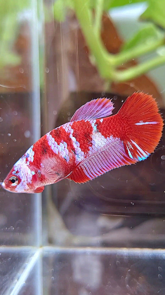 FEMALE PLAKAT BARONGSAI RED WHITE GALAXY MULTICOLOR BETTA FISH