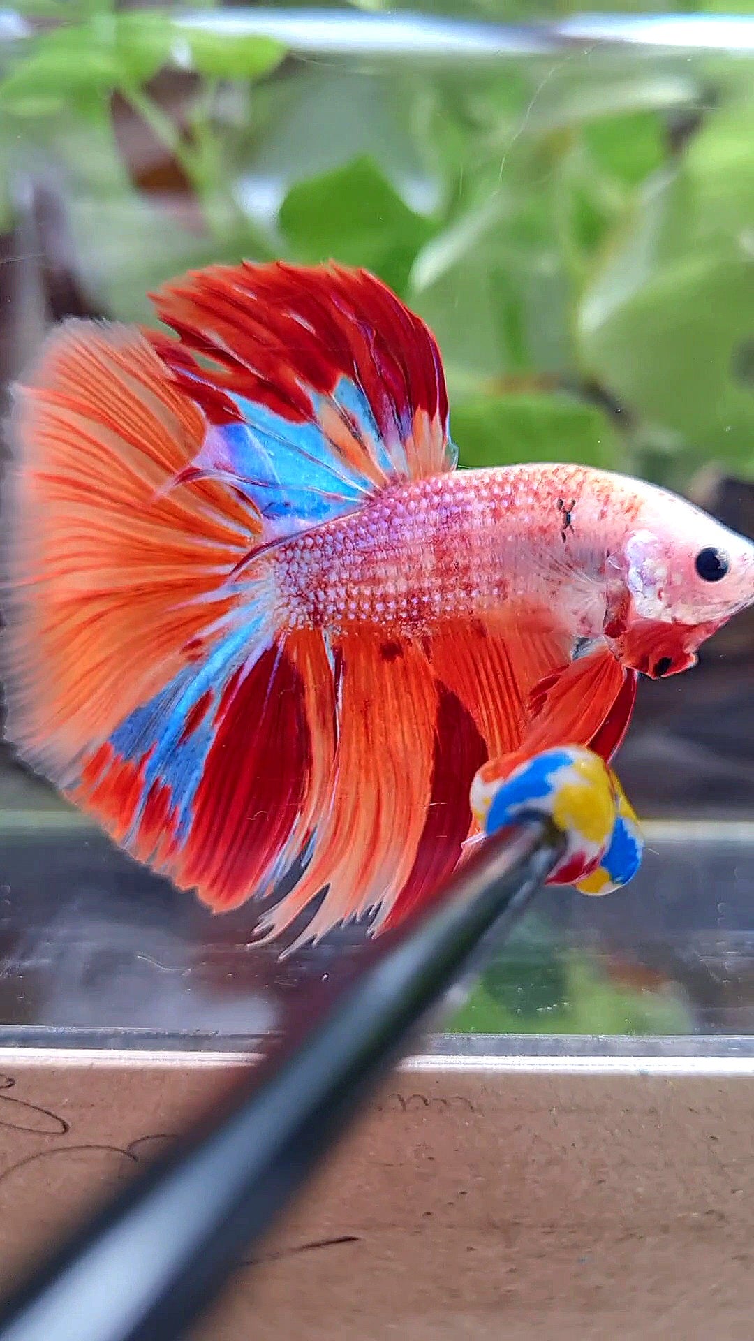 GIANT HALFMOON TOTAL 7,5CM+ ORANGE CANDY MULTICOLOR BETTA FISH