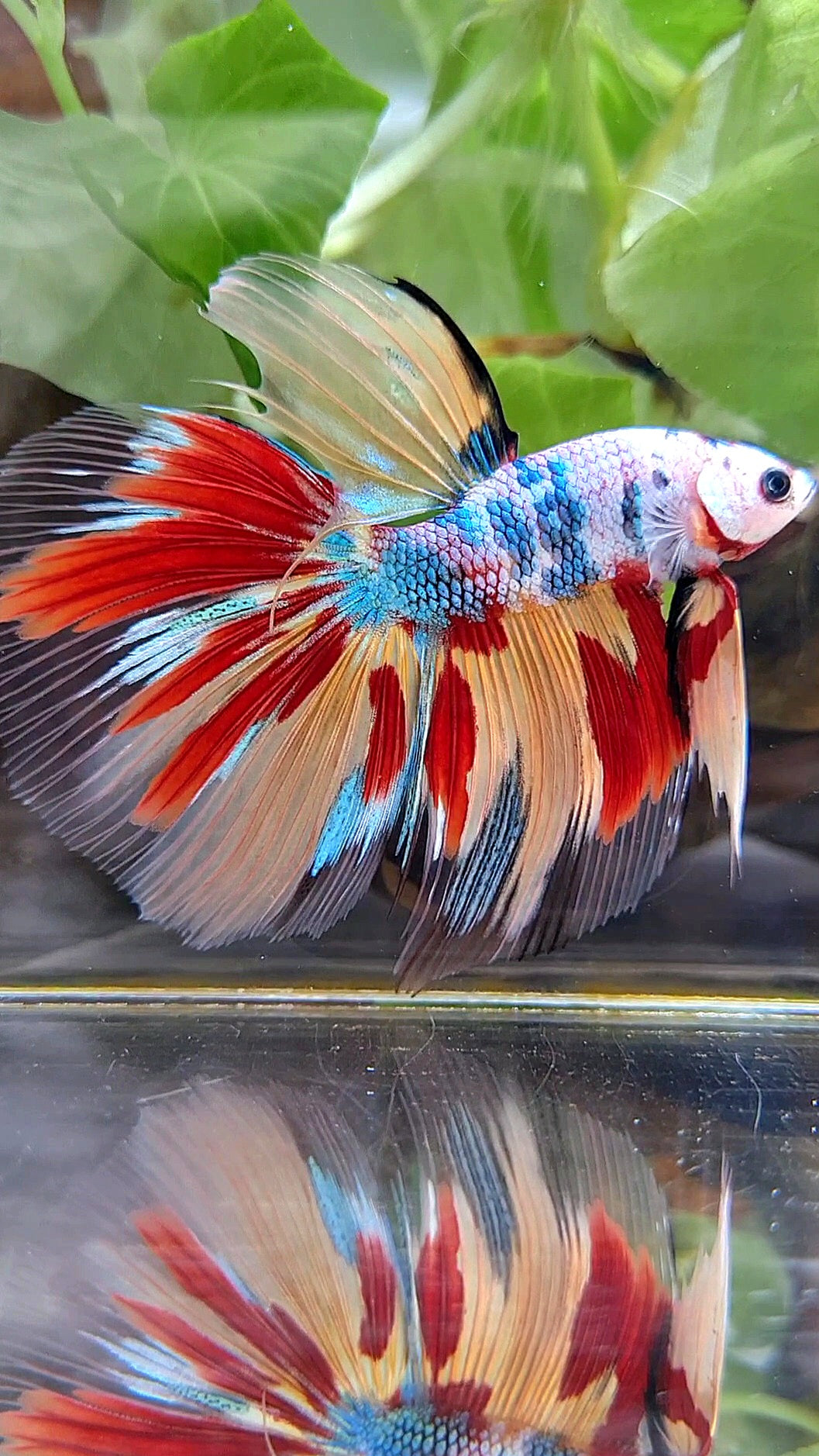 GIANT HALFMOON TOTAL 7,5CM+ FANCY FIRE MULTICOLOR BETTA FISH