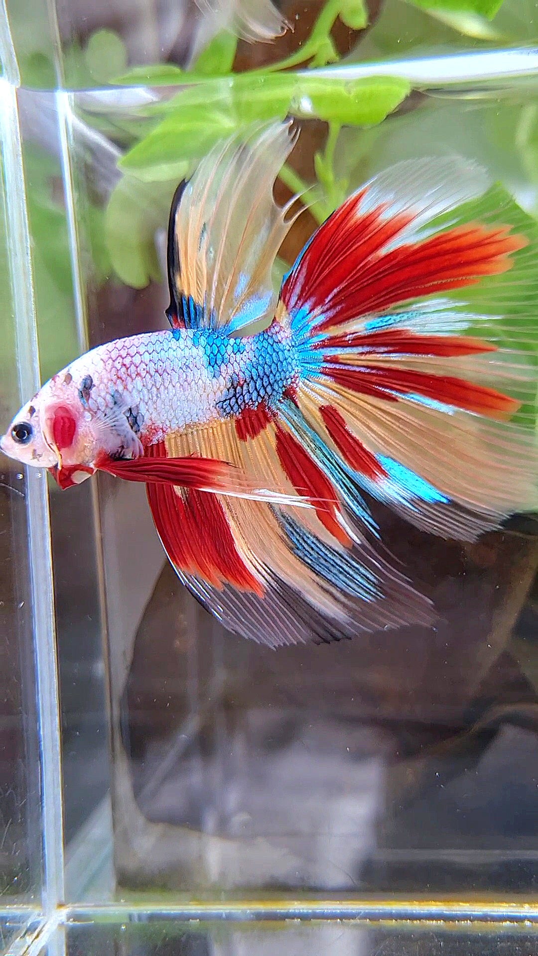GIANT HALFMOON TOTAL 7,5CM+ FANCY FIRE MULTICOLOR BETTA FISH