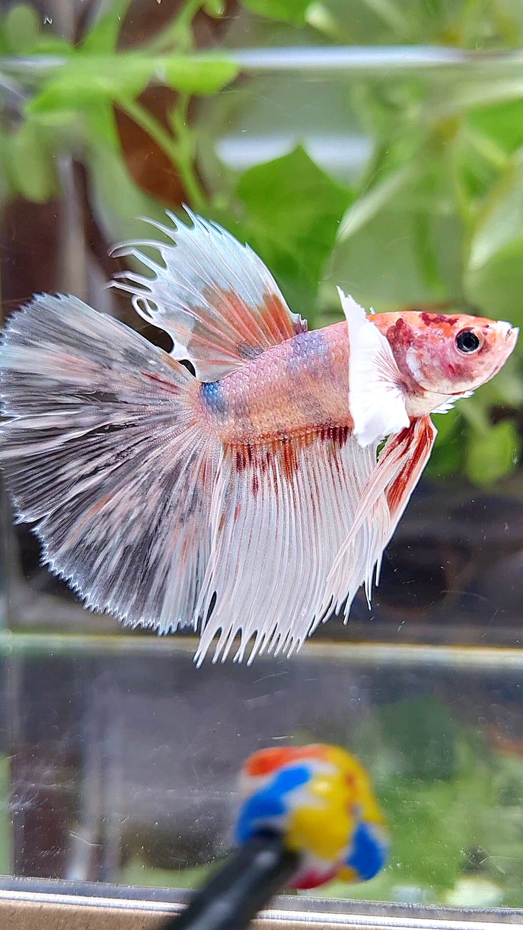 HALFSUN DUMBO EAR KOI ORANGE MULTICOLOR BETTA FISH
