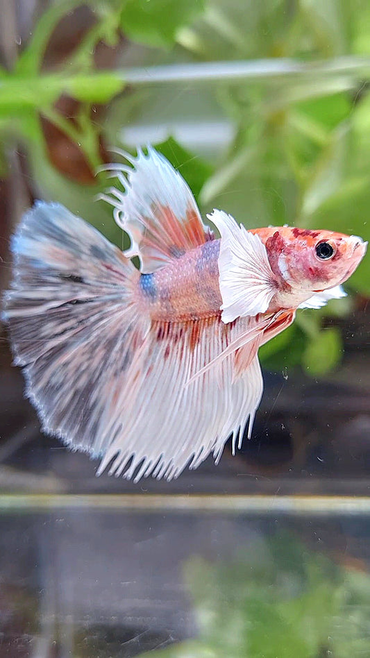 HALFSUN DUMBO EAR KOI ORANGE MULTICOLOR BETTA FISH