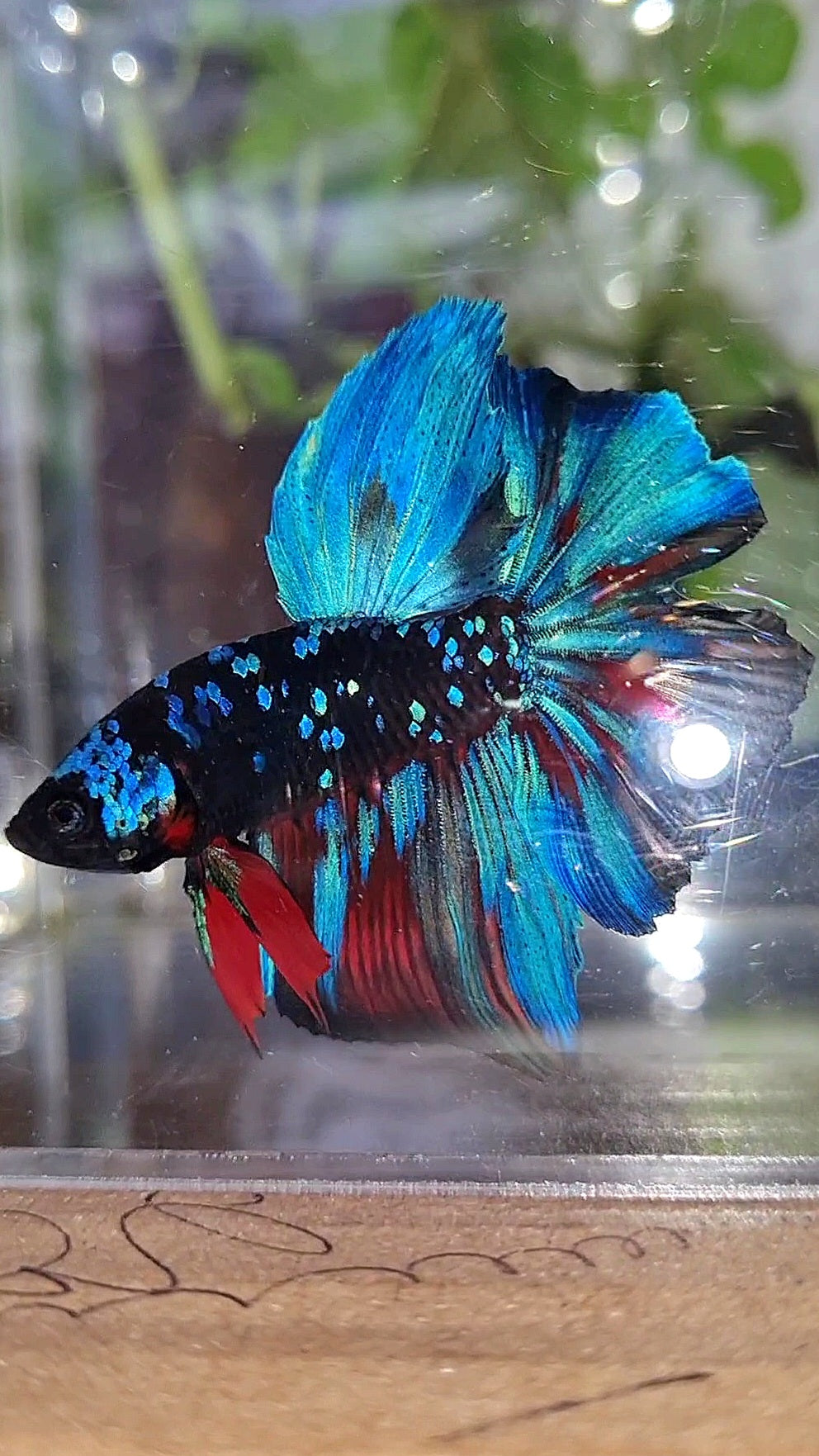 HALFMOON ROSETAIL BLACK GALAXY BLUE AVATAR BETTA FISH
