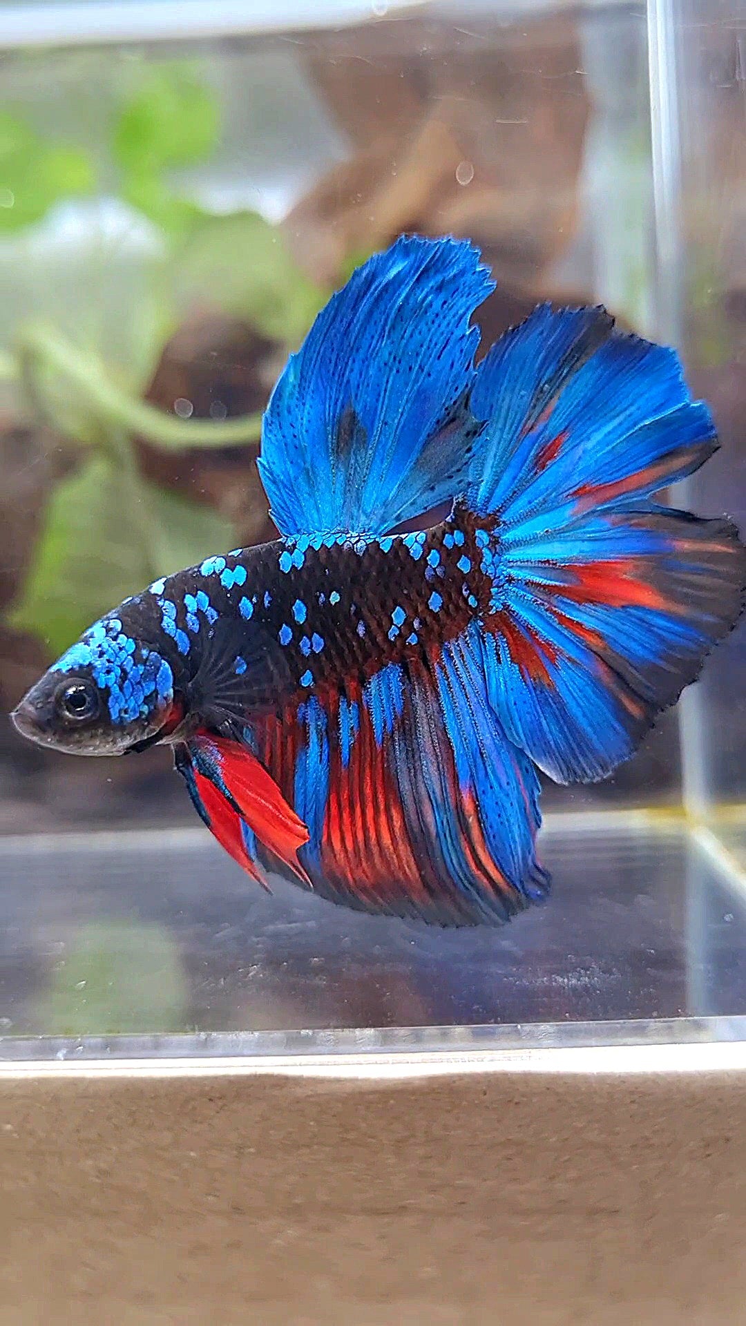 HALFMOON ROSETAIL BLACK GALAXY BLUE AVATAR BETTA FISH