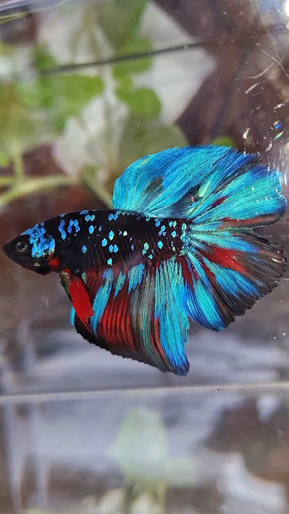HALFMOON ROSETAIL BLACK GALAXY BLUE AVATAR BETTA FISH