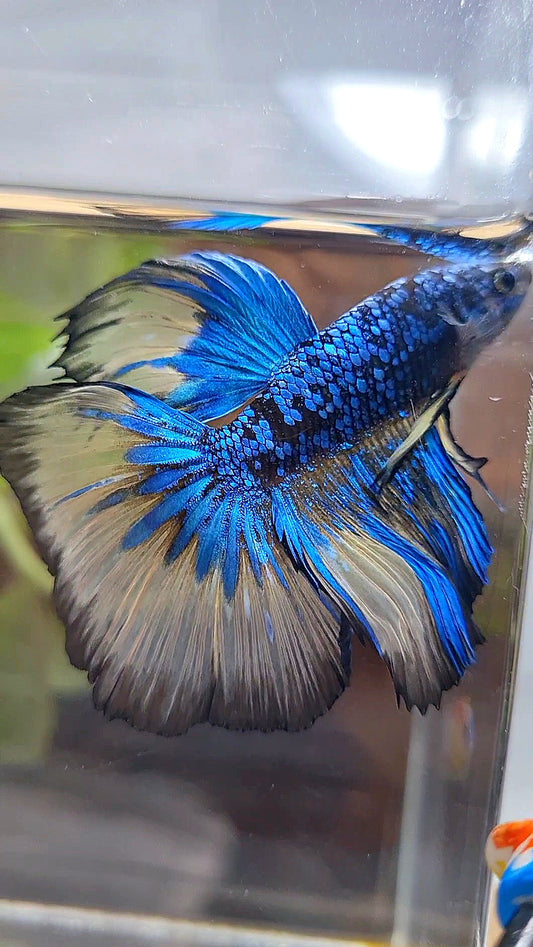 HALFMOON ROSETAIL BLACK GALAXY BLUE AVATAR YELLOW BETTA FISH