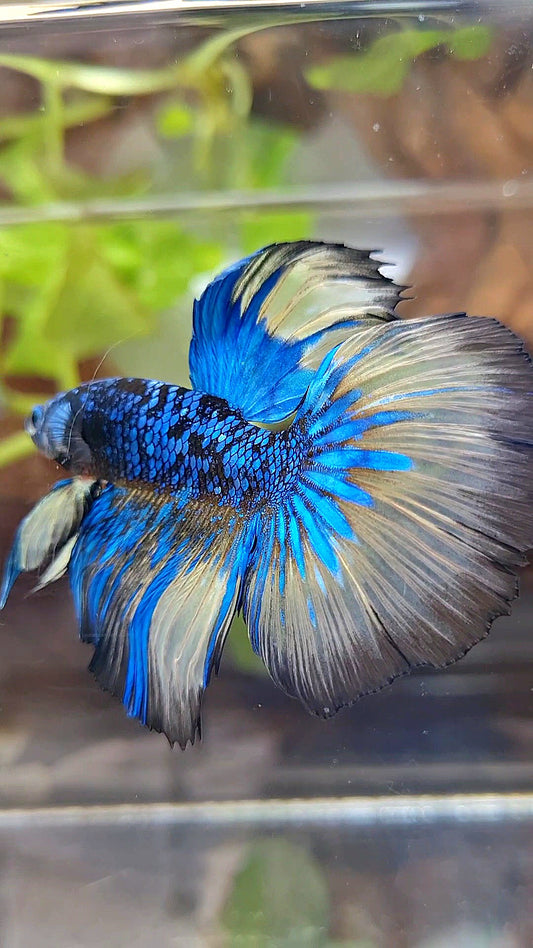 HALFMOON ROSETAIL BLACK GALAXY BLUE AVATAR YELLOW BETTA FISH