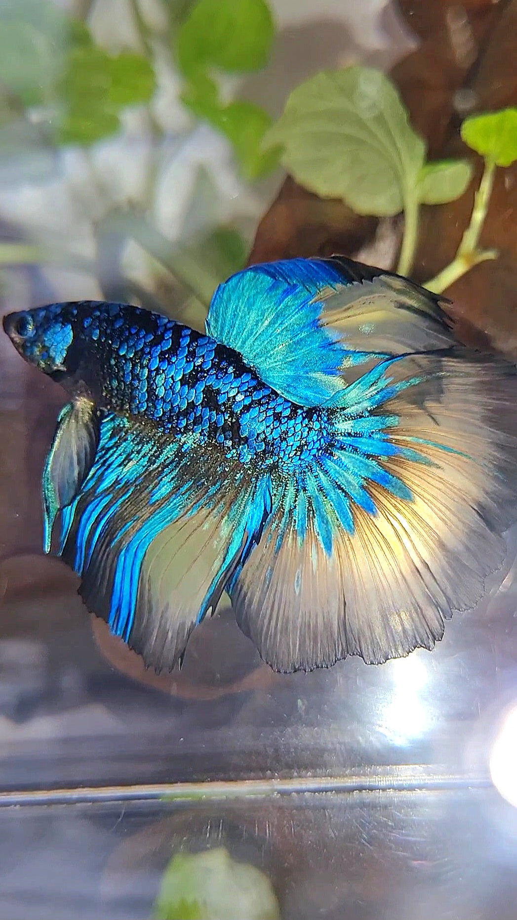 HALFMOON ROSETAIL BLACK GALAXY BLUE AVATAR YELLOW BETTA FISH