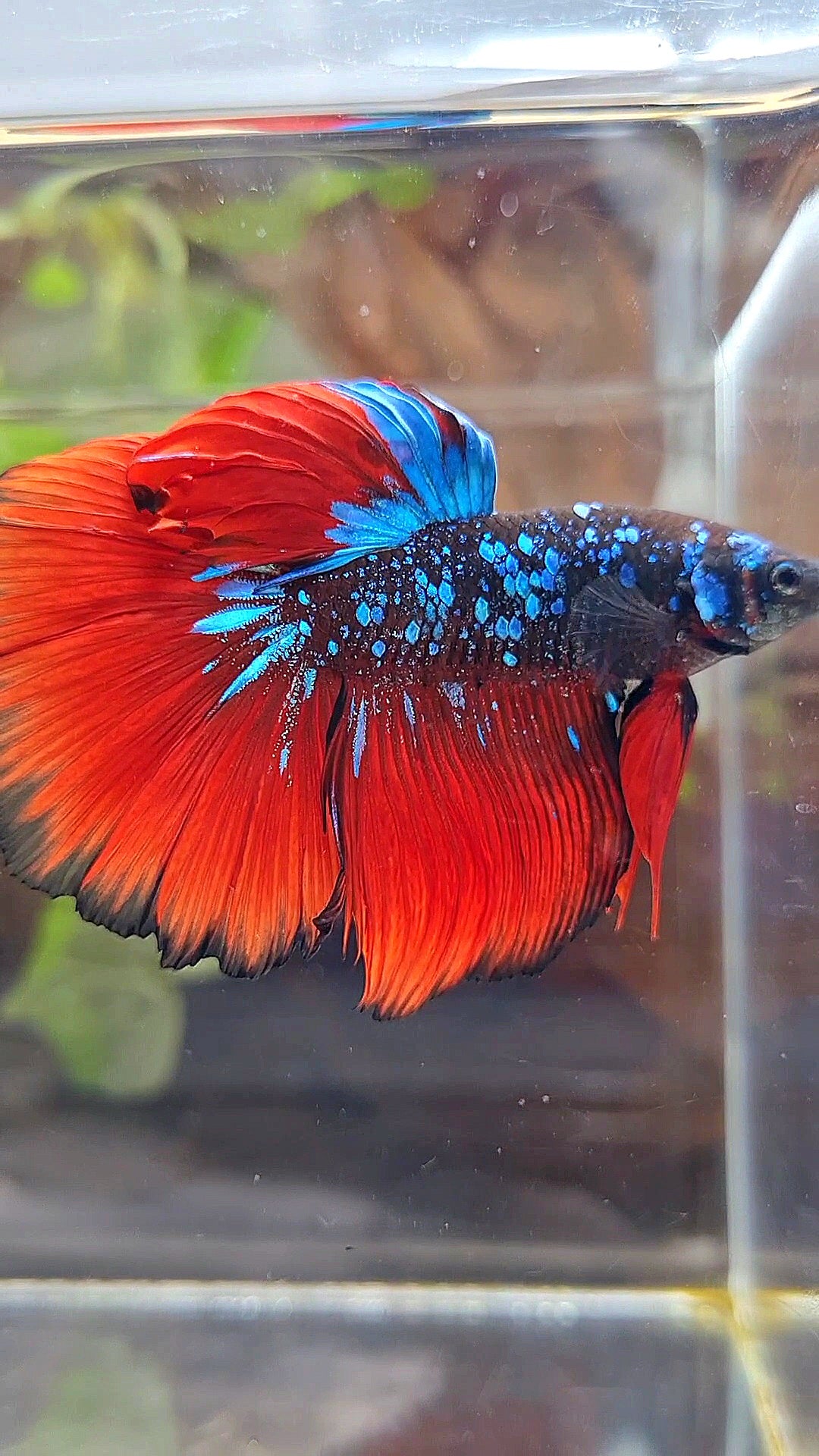 HALFMOON ROSETAIL BLACK GALAXY AVATAR BLUE VAMPIRE BETTA FISH
