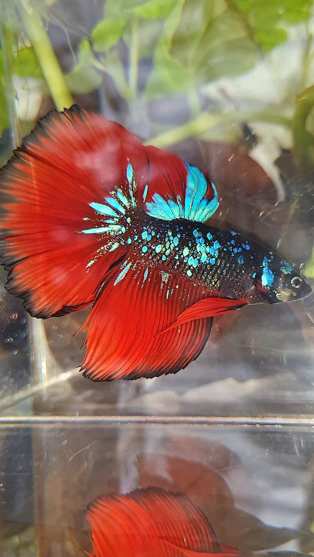 HALFMOON ROSETAIL BLACK GALAXY AVATAR BLUE VAMPIRE BETTA FISH