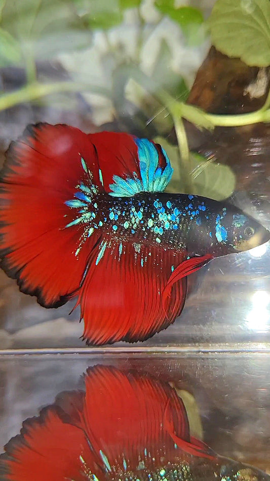 HALFMOON ROSETAIL BLACK GALAXY AVATAR BLUE VAMPIRE BETTA FISH