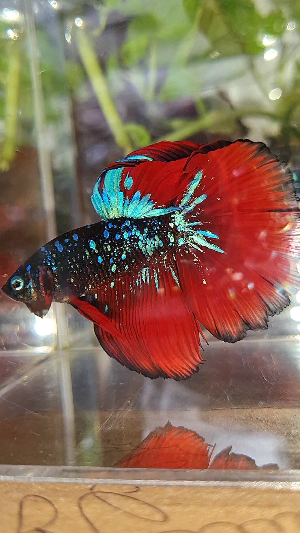 HALFMOON ROSETAIL BLACK GALAXY AVATAR BLUE VAMPIRE BETTA FISH