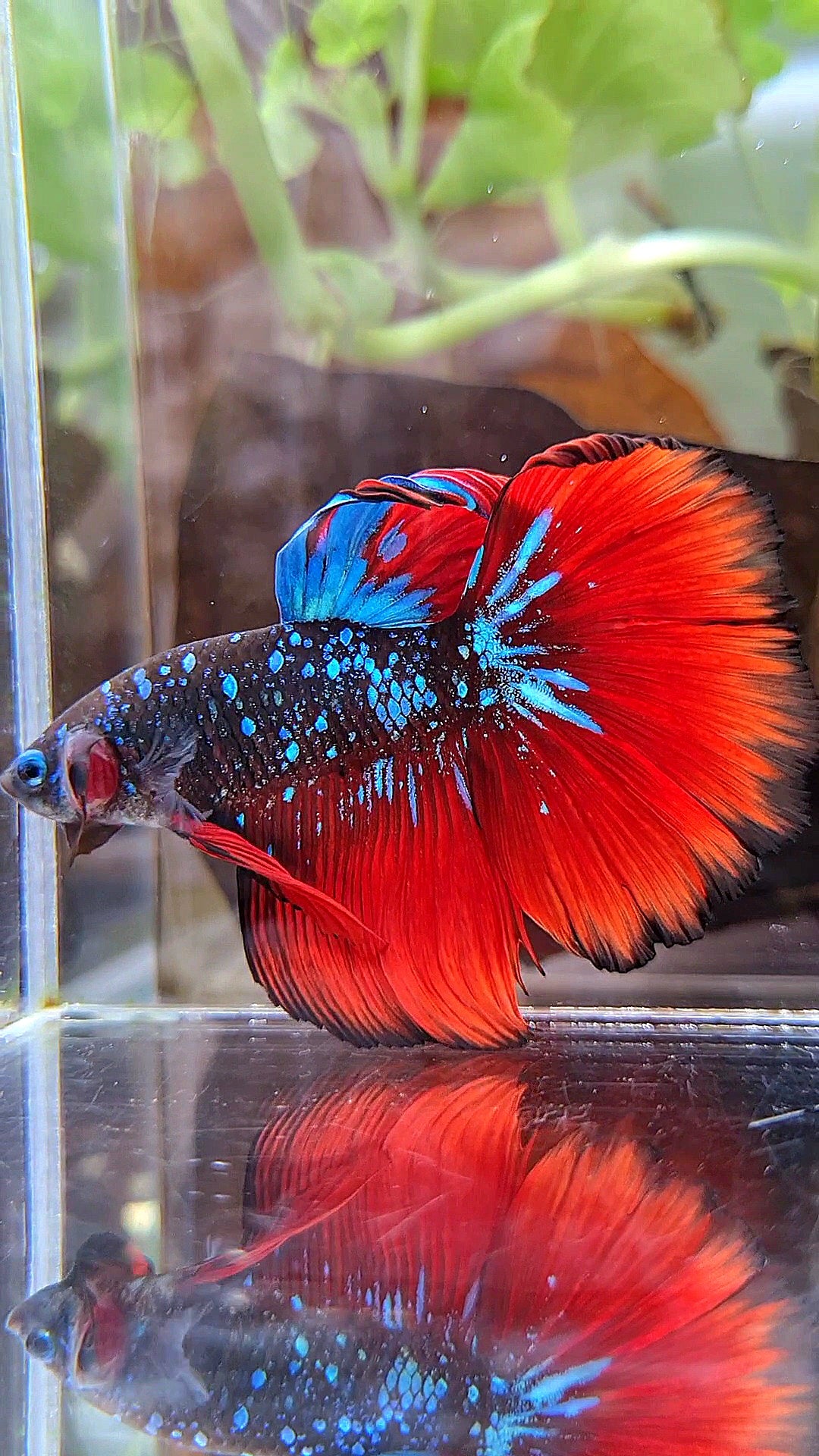 HALFMOON ROSETAIL BLACK GALAXY AVATAR BLUE VAMPIRE BETTA FISH