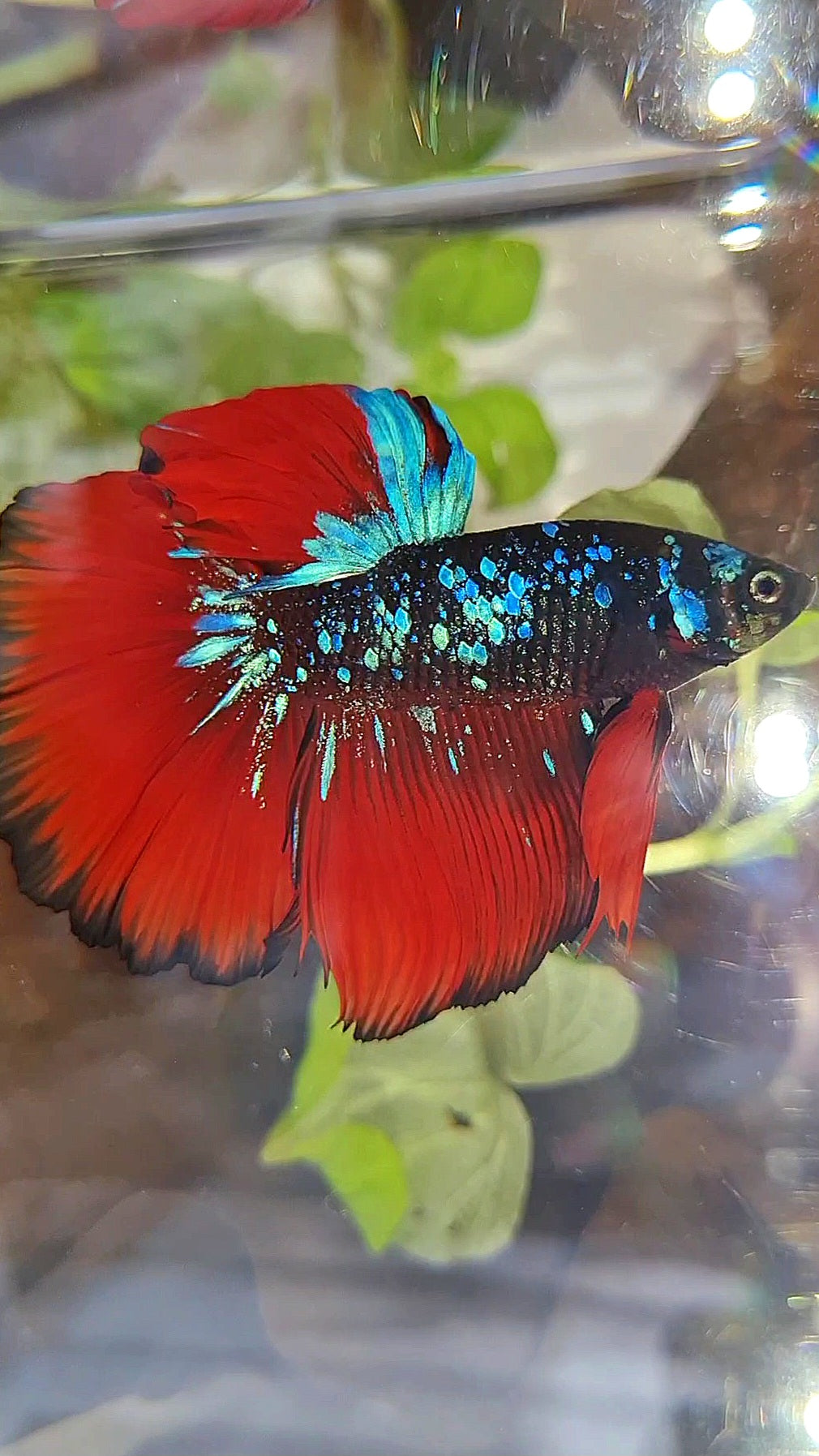 HALFMOON ROSETAIL BLACK GALAXY AVATAR BLUE VAMPIRE BETTA FISH