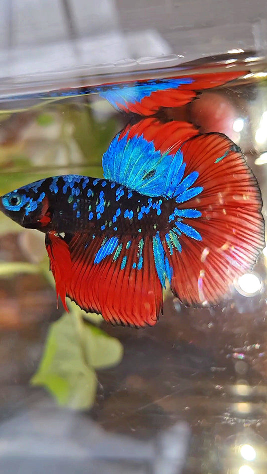 HALFMOON BLACKSTAR GALAXY BLUE AVATAR RED VAMPIRE BETTA FISH