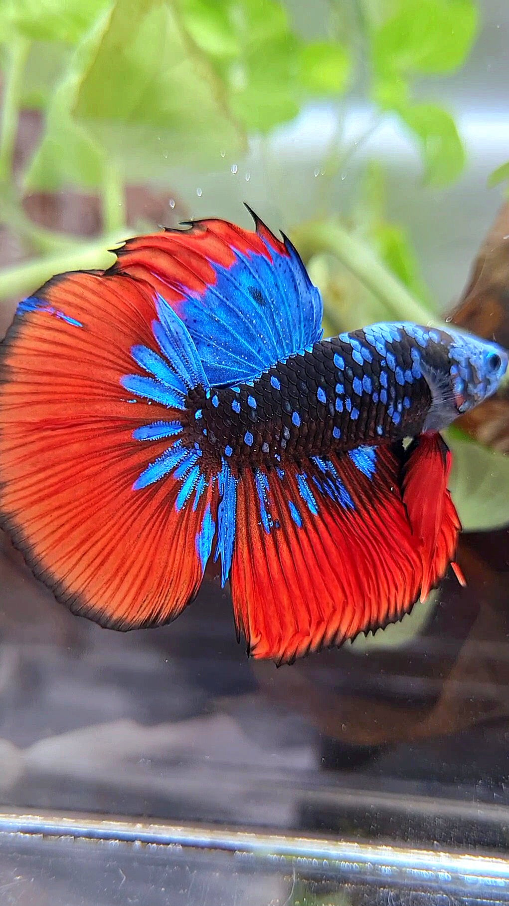 HALFMOON BLACKSTAR GALAXY BLUE AVATAR RED VAMPIRE BETTA FISH