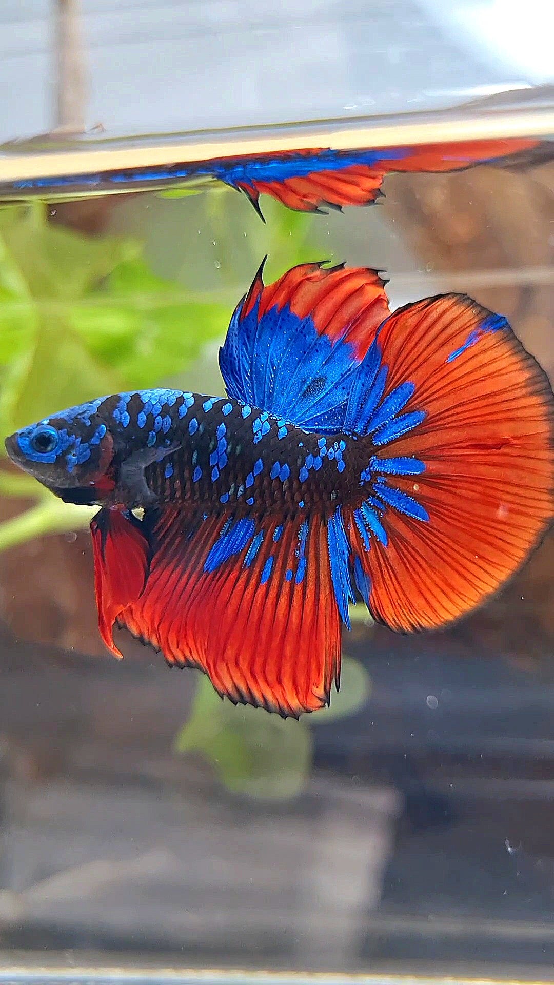 HALFMOON BLACKSTAR GALAXY BLUE AVATAR RED VAMPIRE BETTA FISH