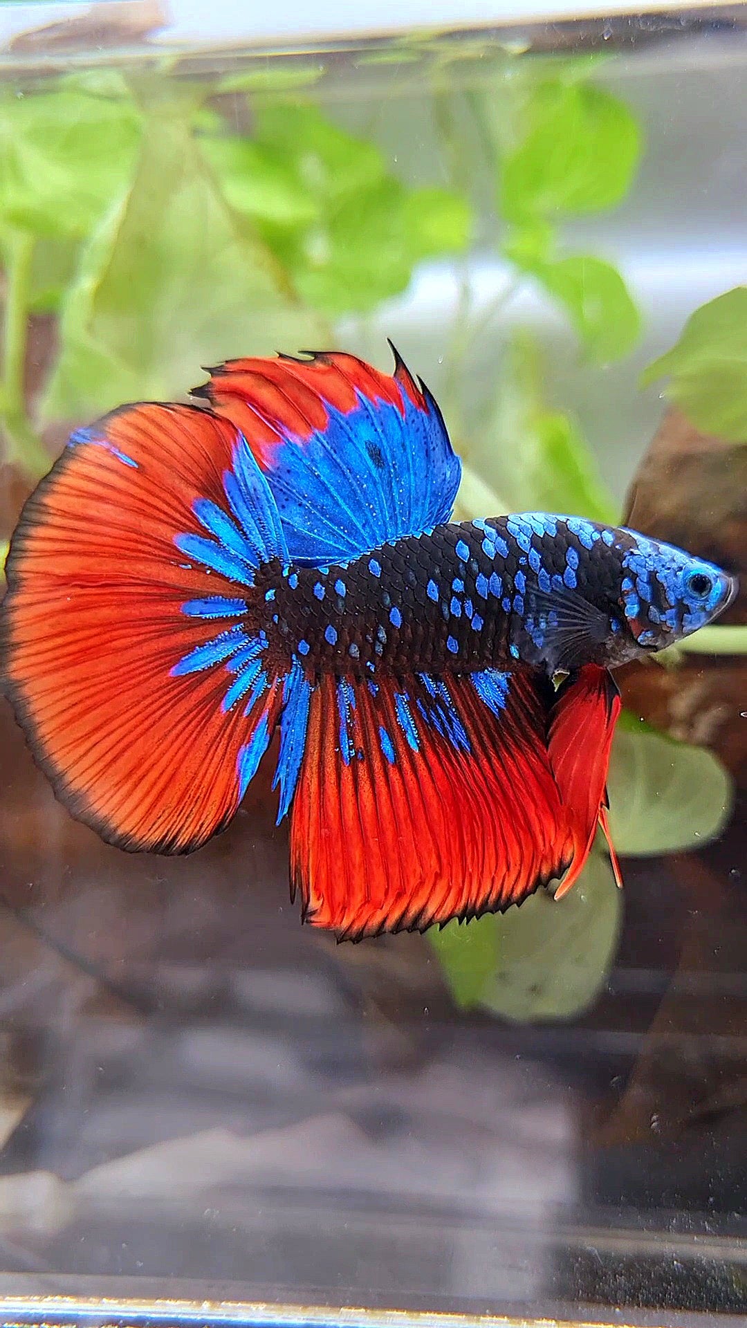 HALFMOON BLACKSTAR GALAXY BLUE AVATAR RED VAMPIRE BETTA FISH