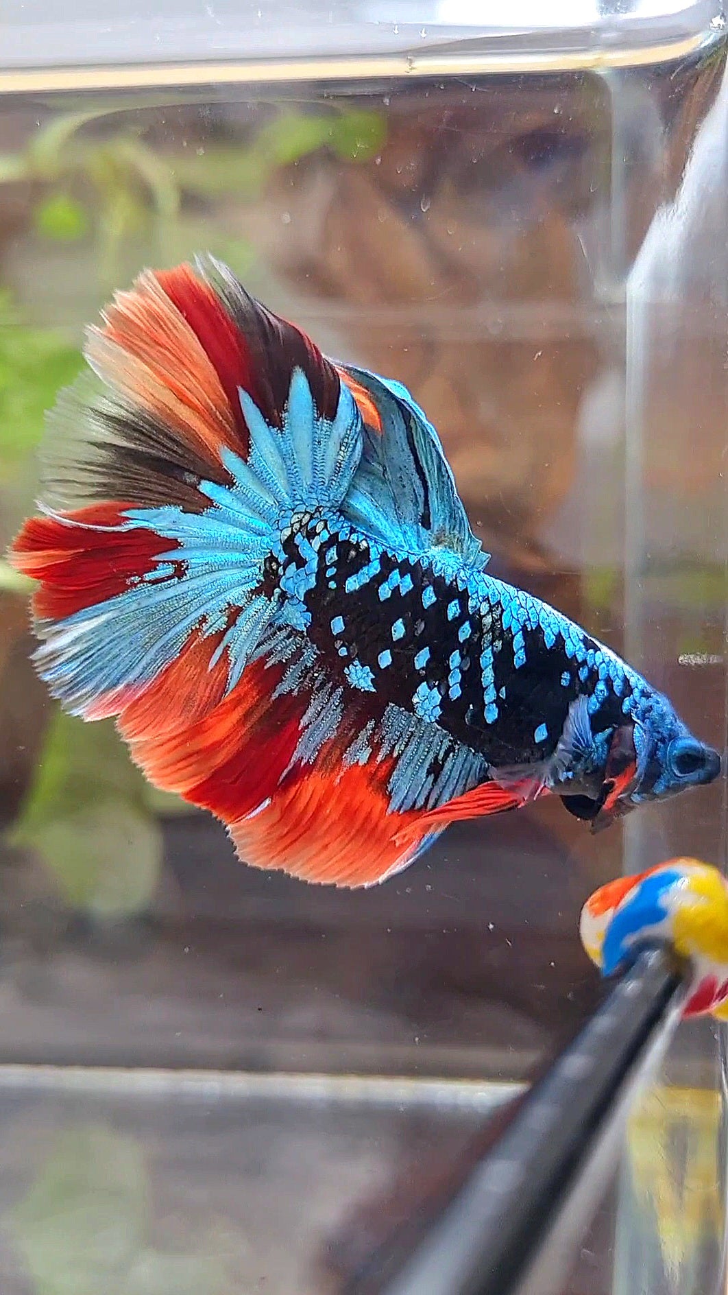 HALFMOON ROSETAIL BLACK GALAXY AVATAR BLUE NEMO VARIATION BETTA FISH
