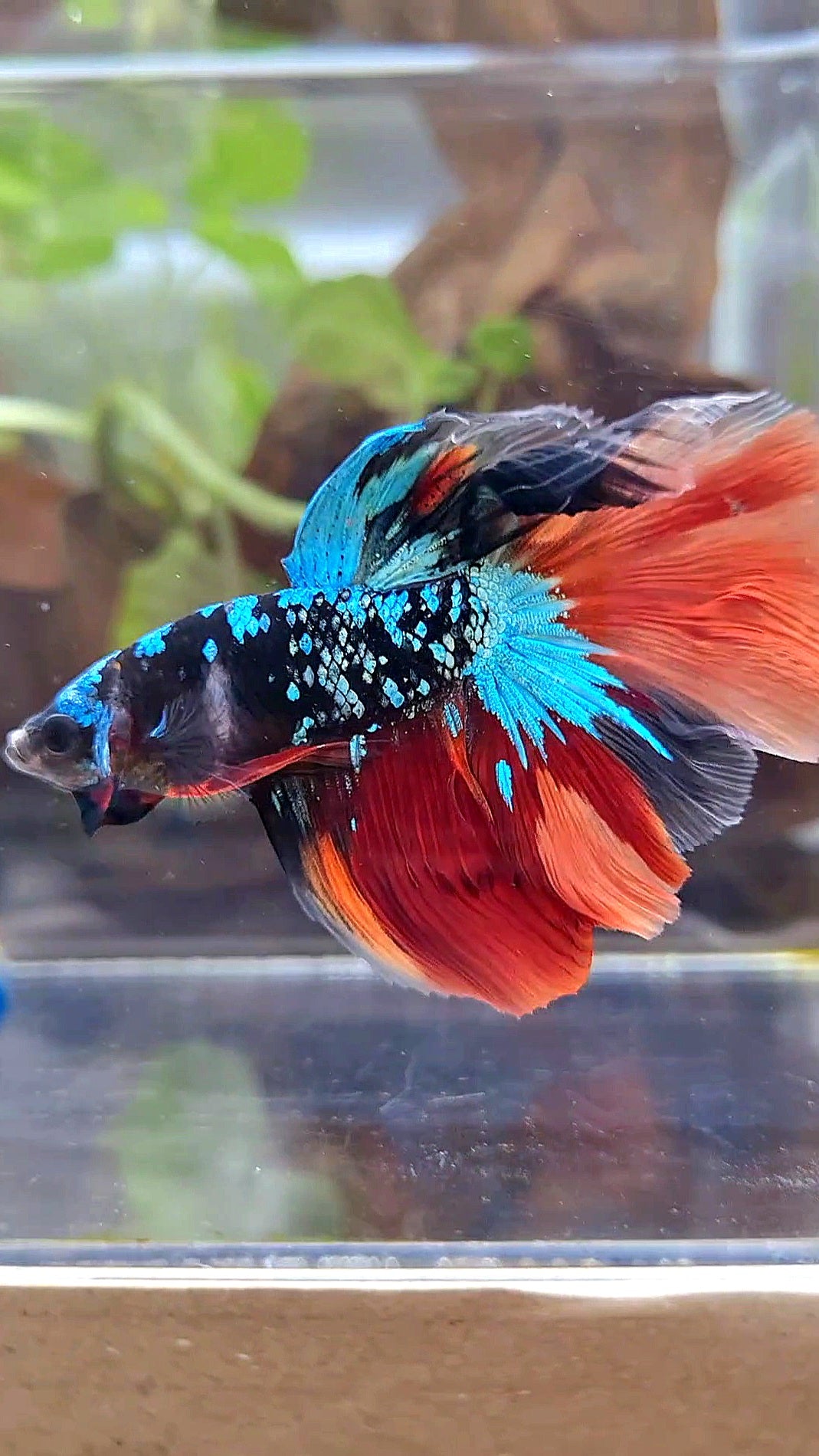 HALFMOON ROSETAIL BLACK GALAXY AVATAR BLUE NEMO VARIATION BETTA FISH