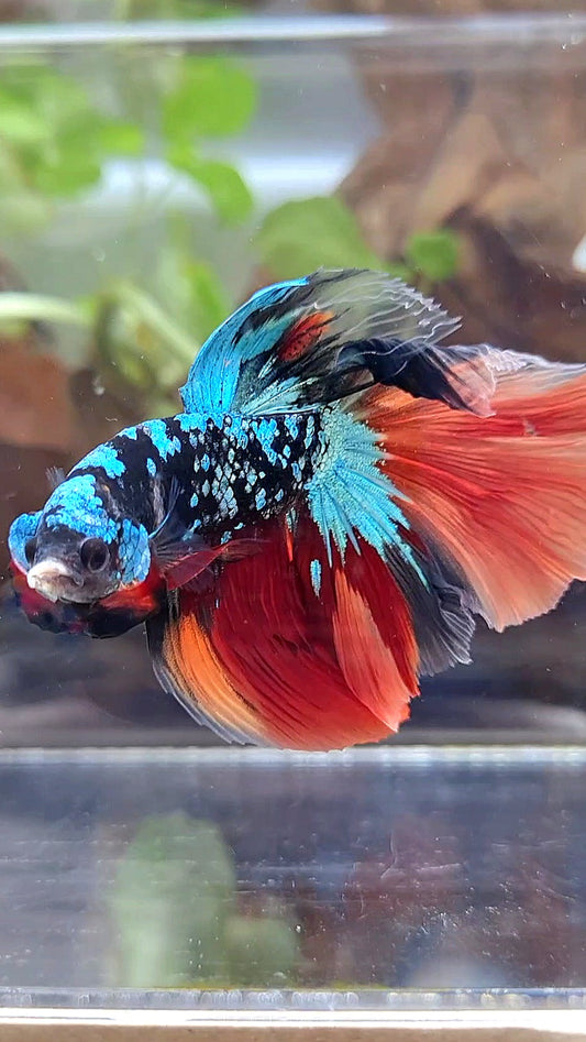 HALFMOON ROSETAIL BLACK GALAXY AVATAR BLUE NEMO VARIATION BETTA FISH
