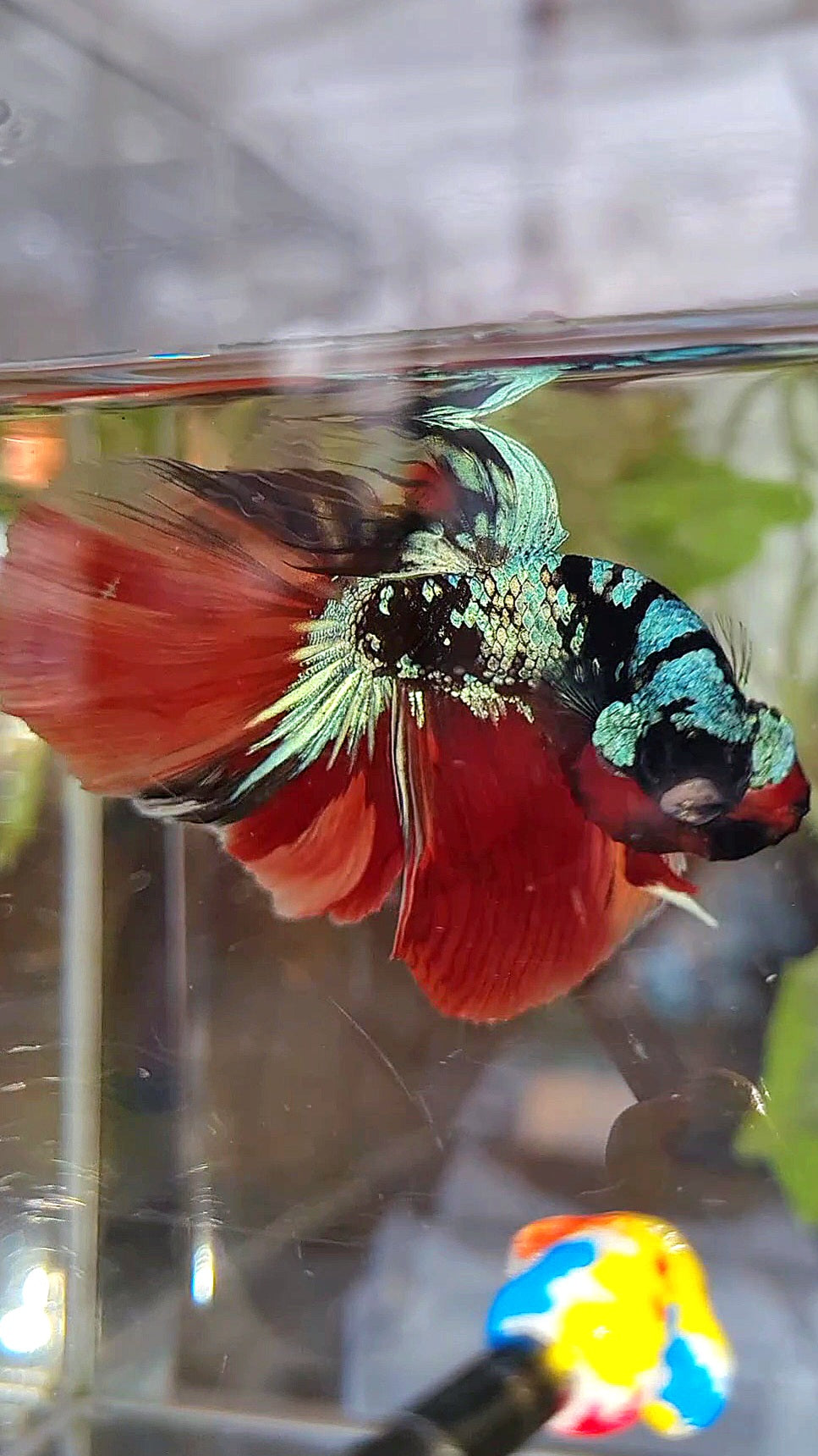 HALFMOON ROSETAIL BLACK GALAXY AVATAR BLUE NEMO VARIATION BETTA FISH