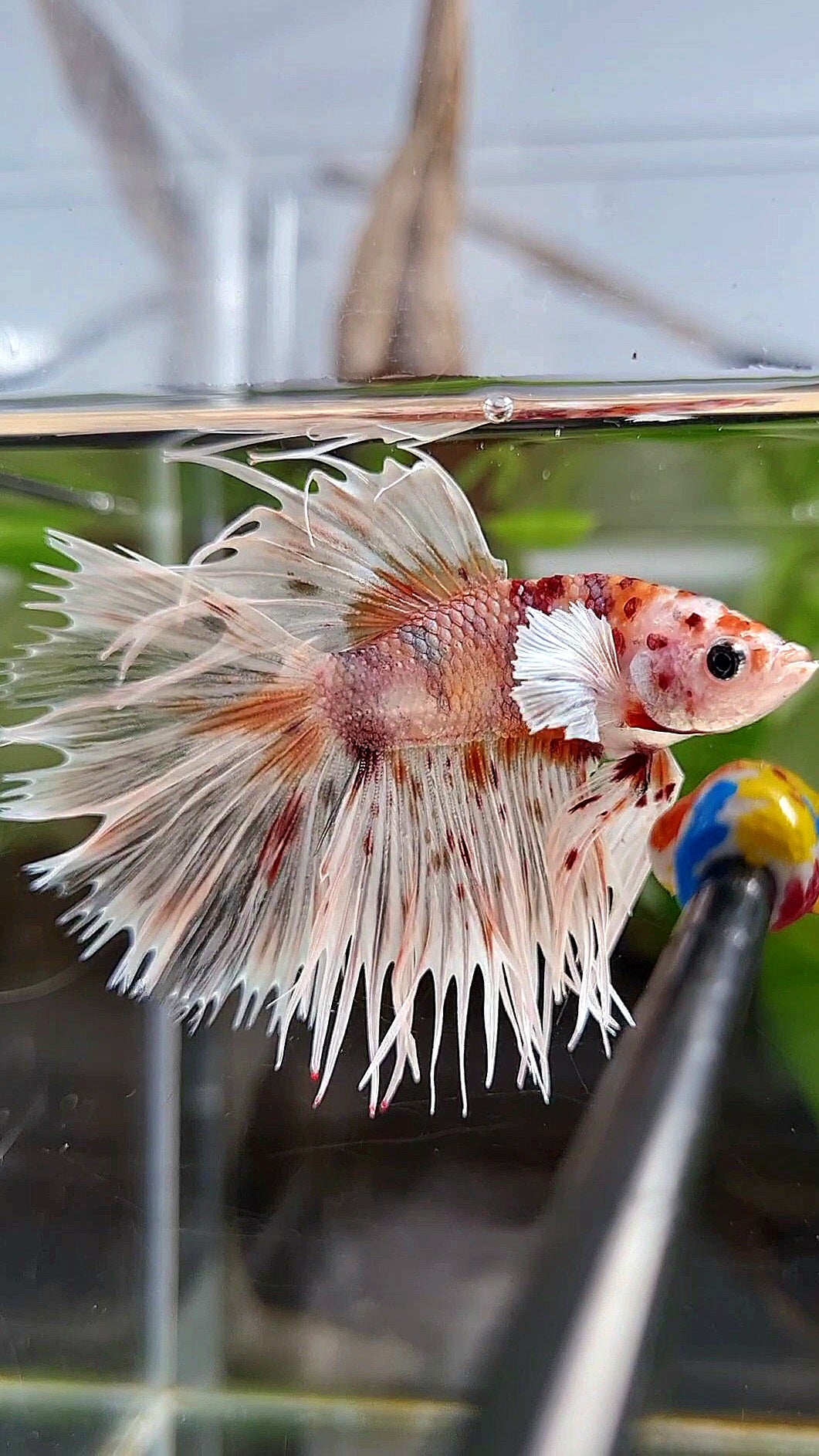 CROWNTAIL DUMBO EAR WHITE KOI MULTICOLOR TIGER BETTA FISH