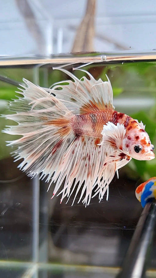 CROWNTAIL DUMBO EAR WHITE KOI MULTICOLOR TIGER BETTA FISH