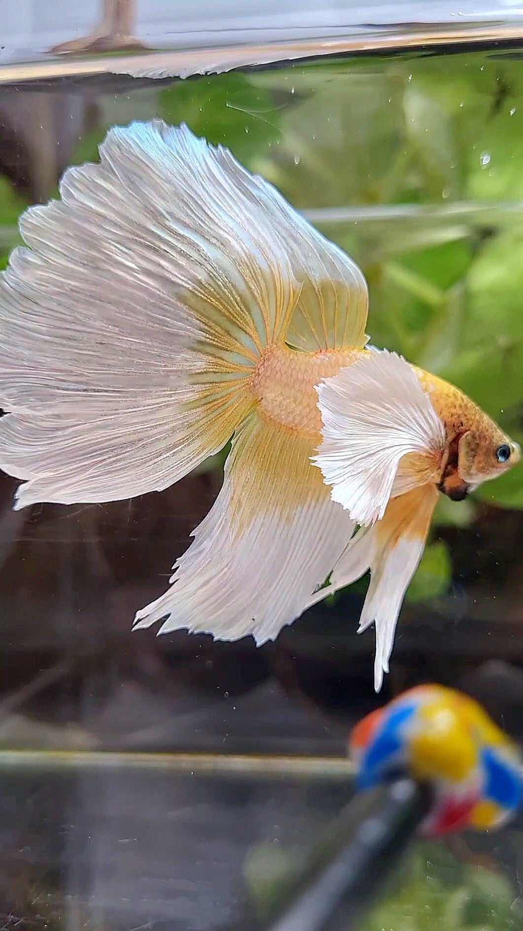XXL HALFMOON SUPER DUMBO EAR GOLD BUTTERFLY BETTA FISH