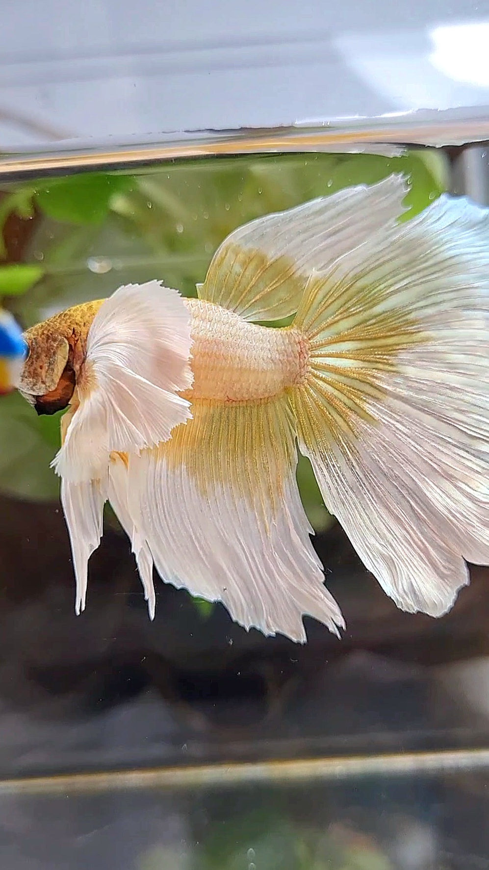 XXL HALFMOON SUPER DUMBO EAR GOLD BUTTERFLY BETTA FISH