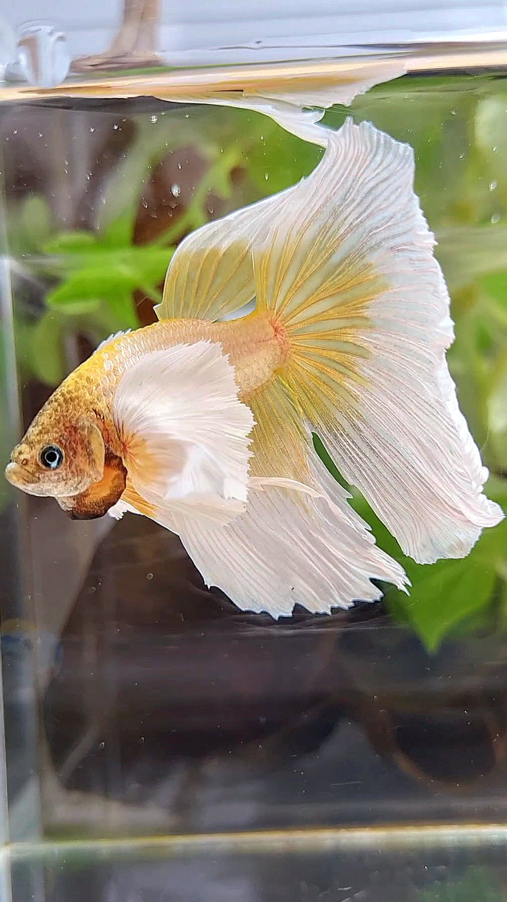 XXL HALFMOON SUPER DUMBO EAR GOLD BUTTERFLY BETTA FISH