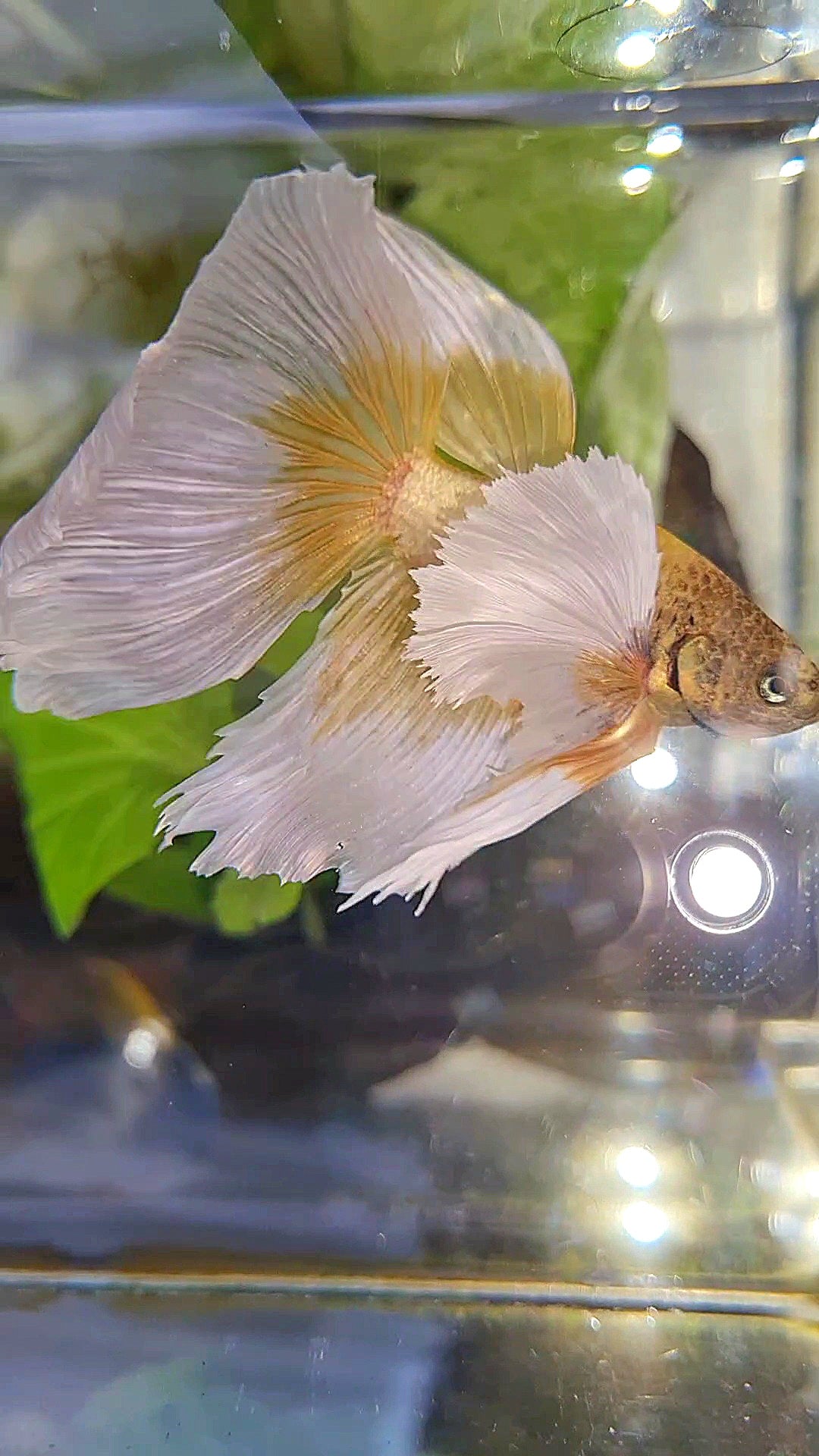 XXL HALFMOON SUPER DUMBO EAR GOLD BUTTERFLY BETTA FISH