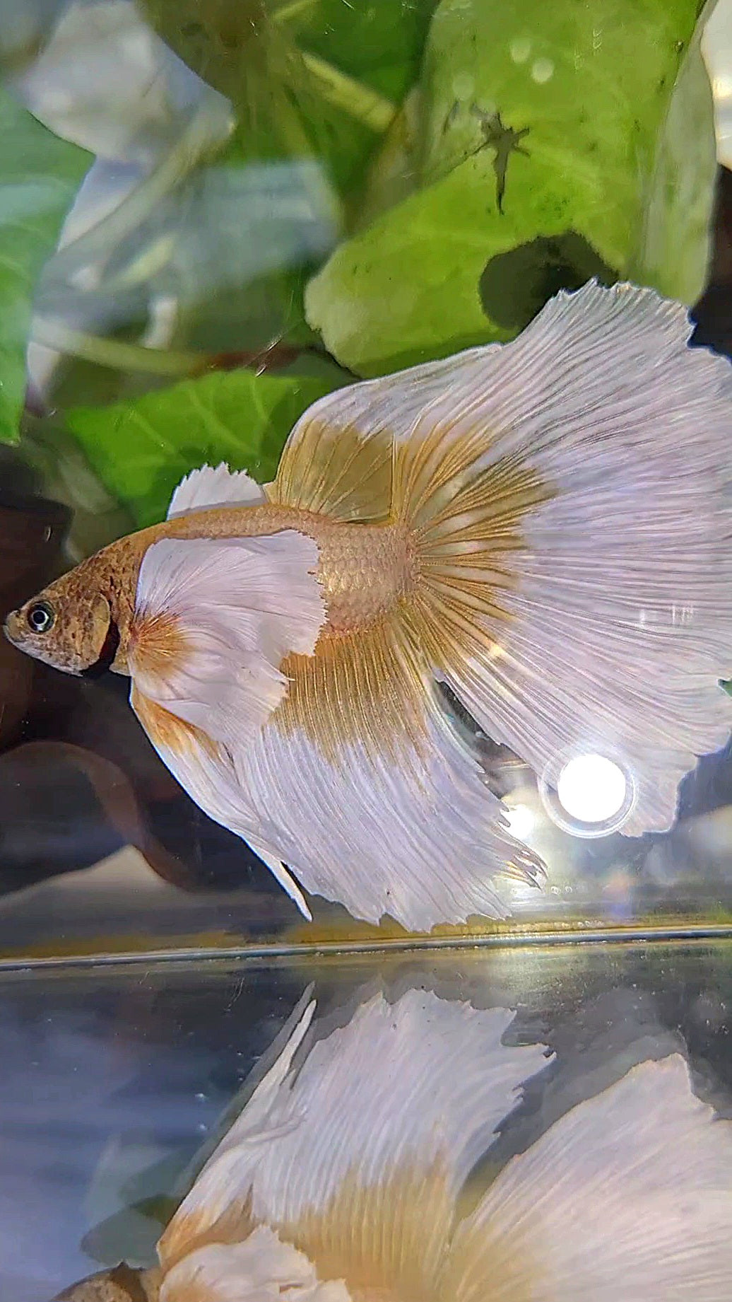 XXL HALFMOON SUPER DUMBO EAR GOLD BUTTERFLY BETTA FISH
