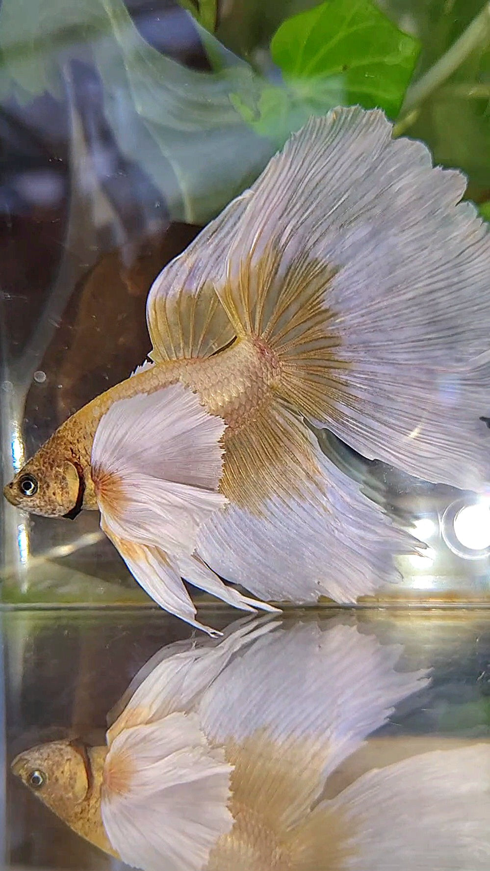 XXL HALFMOON SUPER DUMBO EAR GOLD BUTTERFLY BETTA FISH